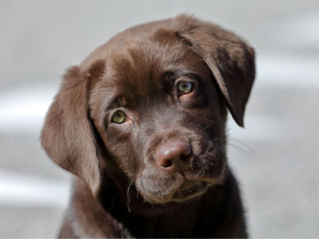 Dove comprare labrador nelle Marche