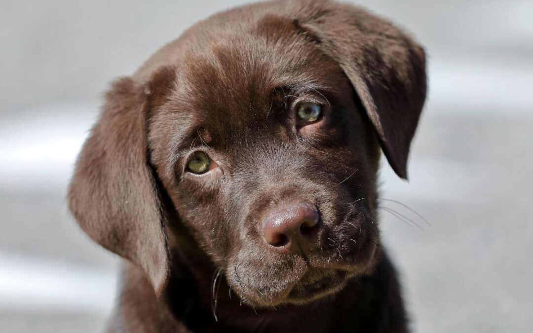 Dove comprare labrador nelle Marche