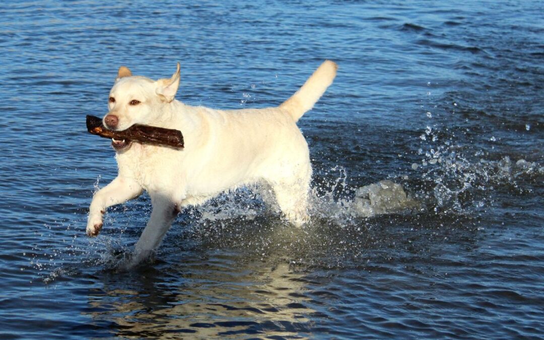 Allevamento cuccioli di labrador