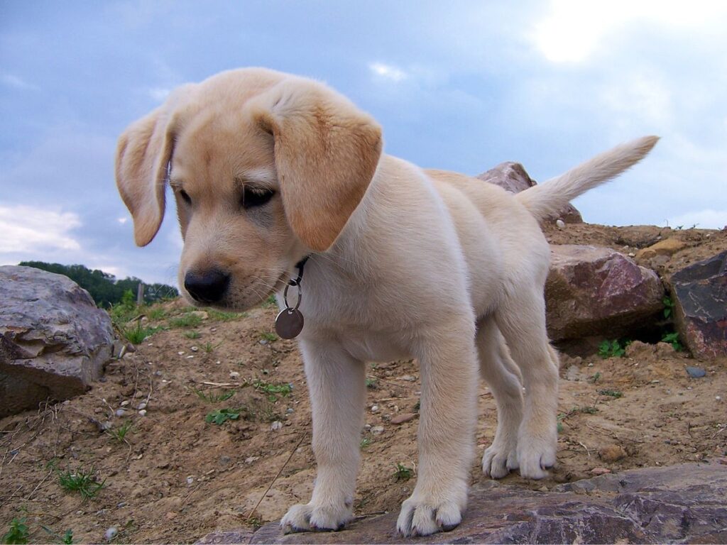 Allevamento cuccioli di labrador Emilia Romagna