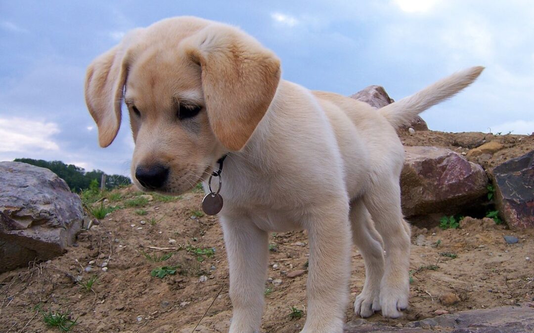 Allevamento cuccioli di labrador Emilia Romagna