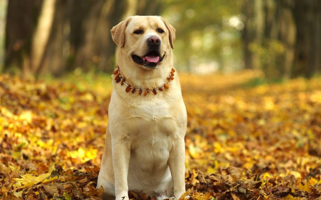 Allevamento labrador Abruzzo