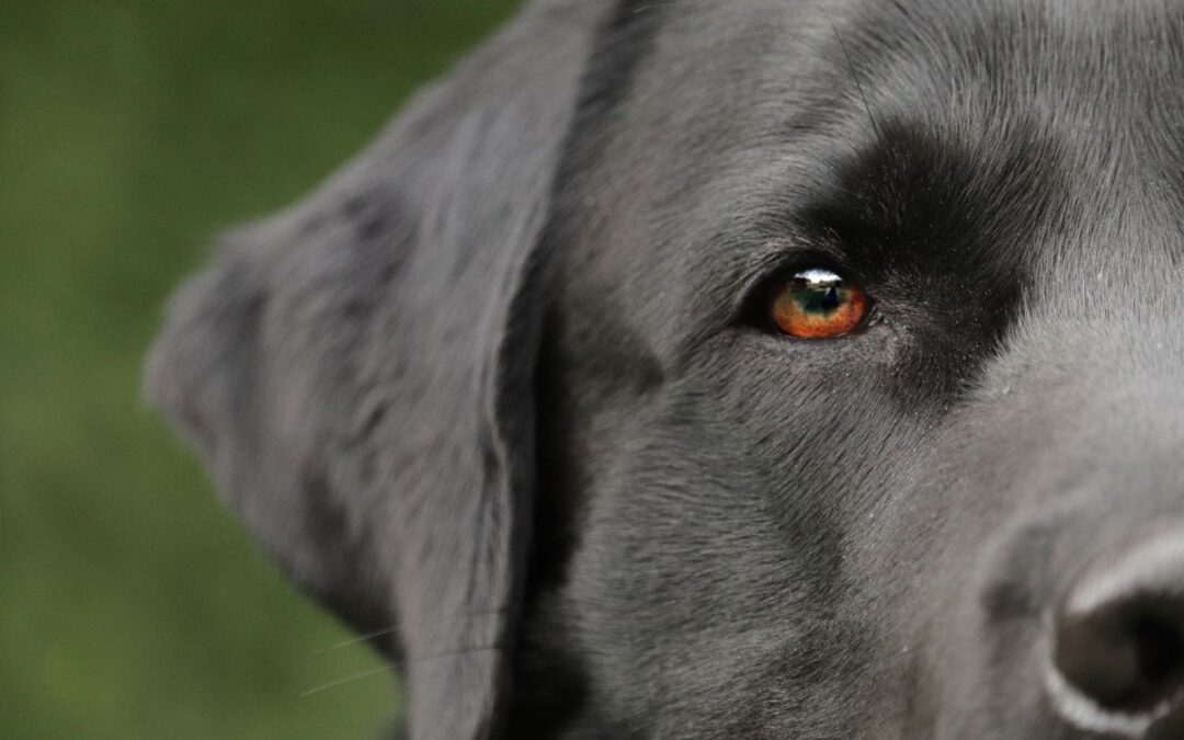 Cuccioli di labrador vendita