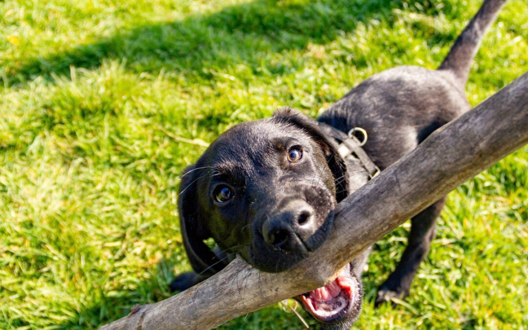 Vendita cuccioli di labrador